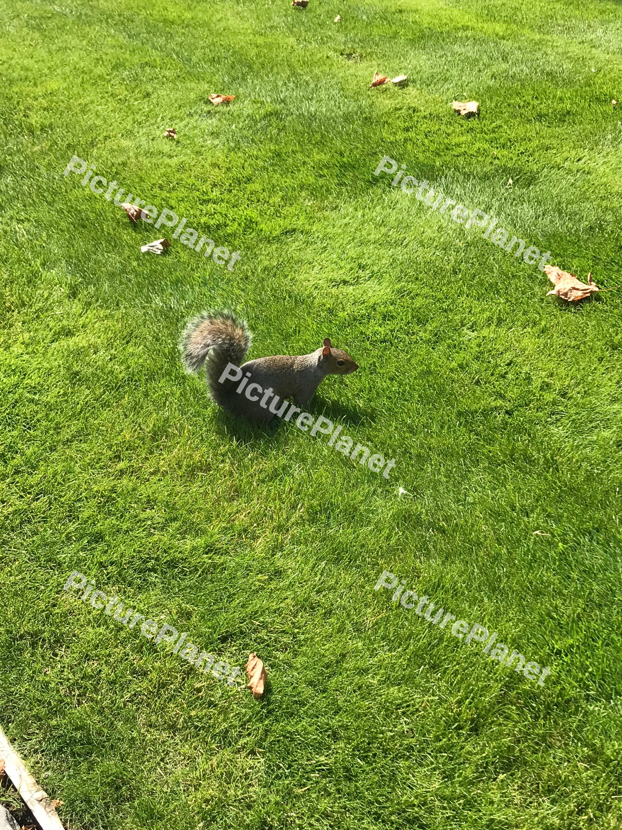Grey Squirrel